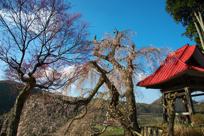 長野県　信濃町の「称名寺の枝垂れ桜」_a0263109_111938.jpg