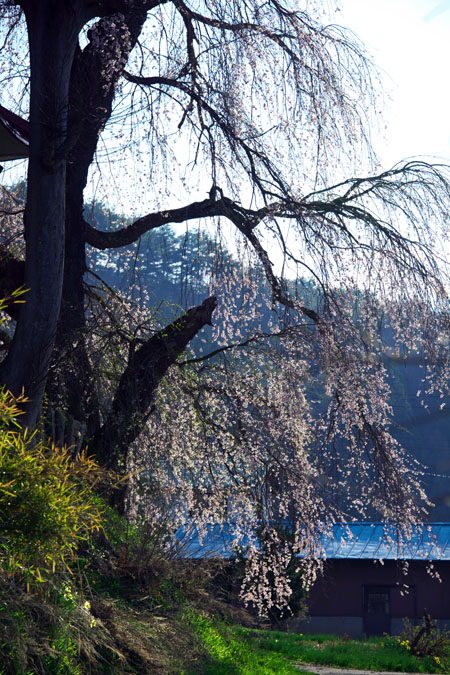 長野県　信濃町の「称名寺の枝垂れ桜」_a0263109_11193867.jpg