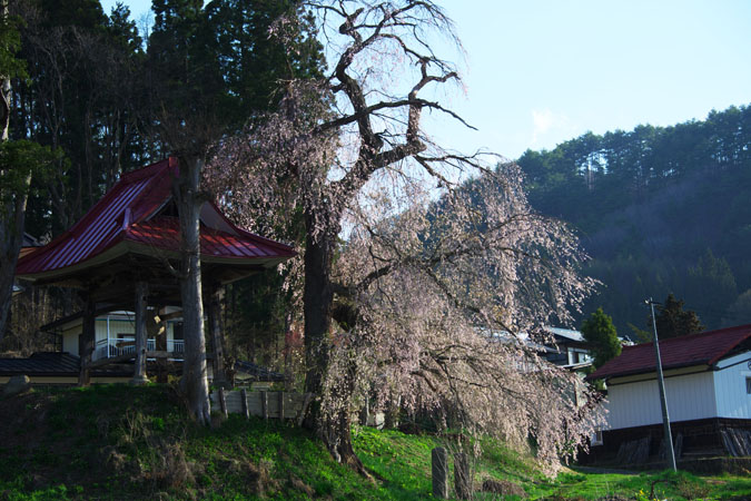 長野県　信濃町の「称名寺の枝垂れ桜」_a0263109_112007.jpg