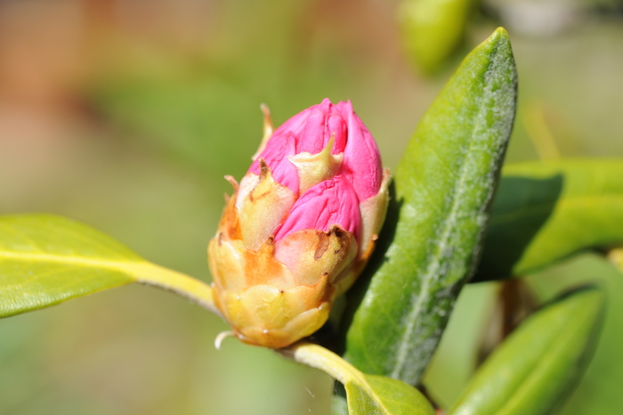 ツツジ以外の花と樹木_b0190709_10582041.jpg