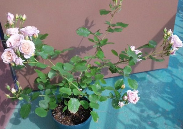 c0147909_1232179.jpg