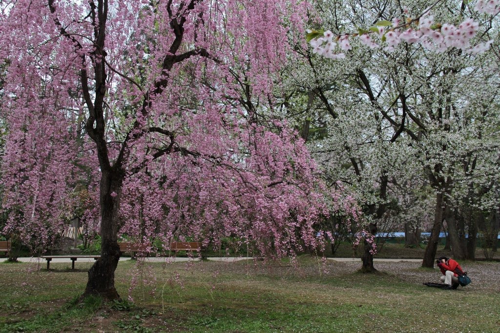 枝垂れ桜_a0032015_10454168.jpg