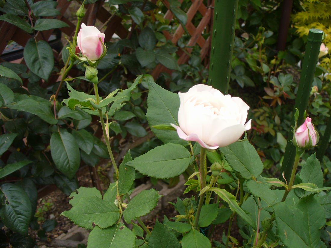 f0275632_23245280.jpg