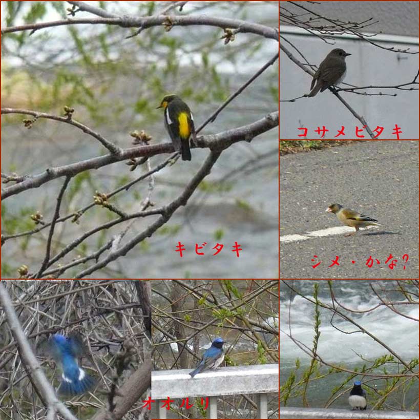 野鳥・_f0154940_8521799.jpg