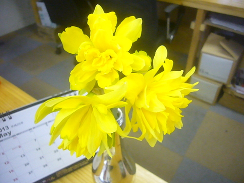 花に癒されてます！　　Ｓ・Ｄ－７６　　北海道札幌北広島_a0196542_2013452.jpg