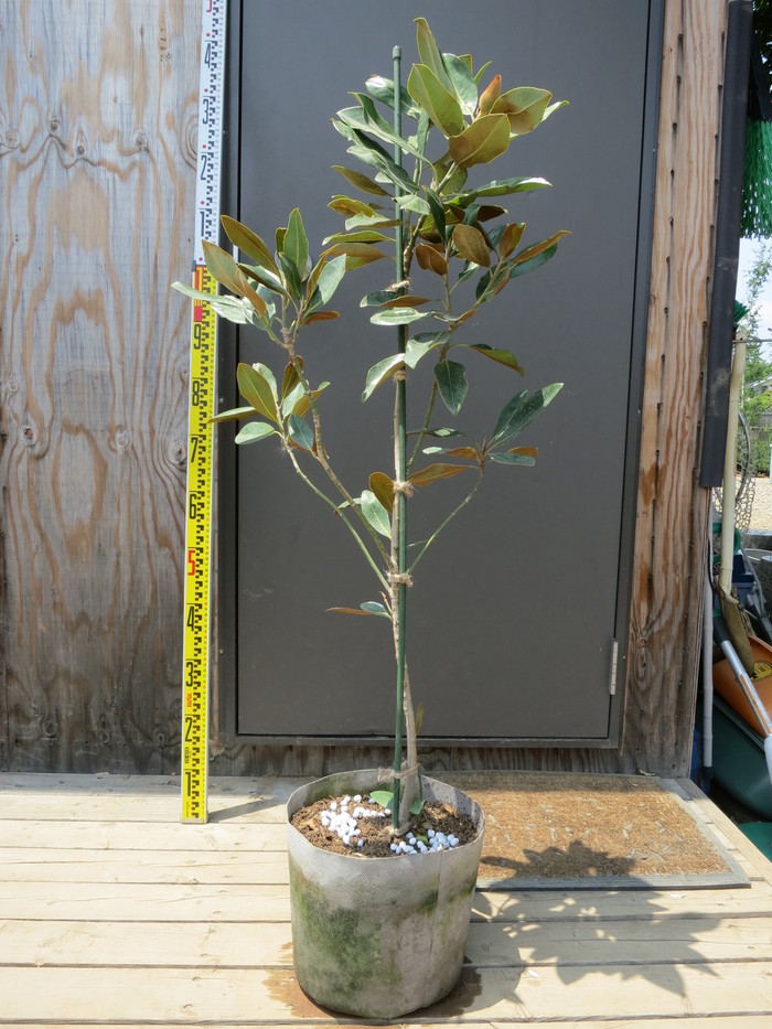 タイサンボク リトルジェム 四季咲き 矮性 販売 画像 写真 価格 値段