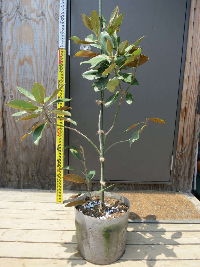 タイサンボク リトルジェム 四季咲き 矮性 販売 画像 写真 価格 値段