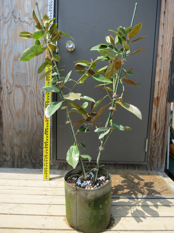 タイサンボク リトルジェム 四季咲き 矮性 販売 画像 写真 価格 値段