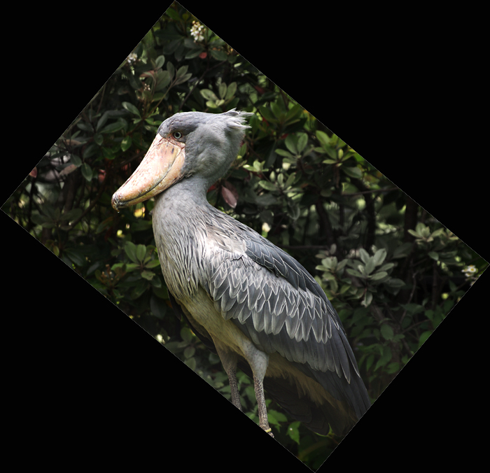木靴 鳥 ハシビロコウ ぼんぼんトントン 写真