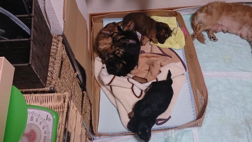 子犬便り_c0206243_21425565.jpg