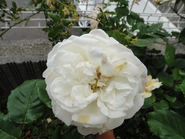 薔薇開花記録がいらない程_e0195743_11344953.jpg