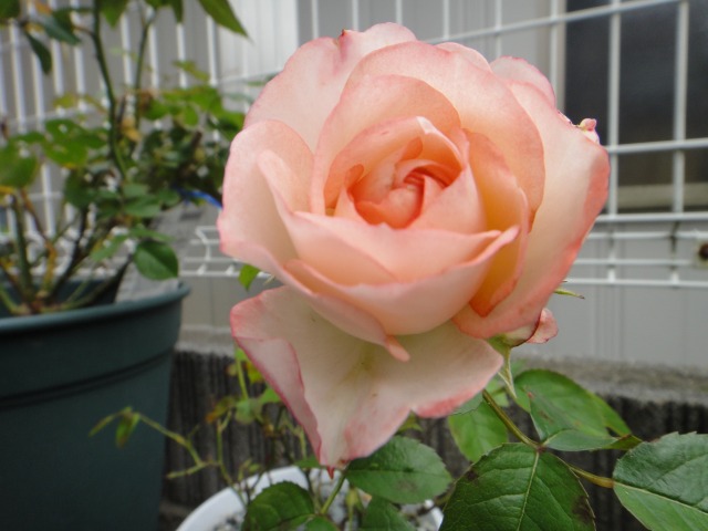 薔薇開花記録がいらない程_e0195743_1134593.jpg