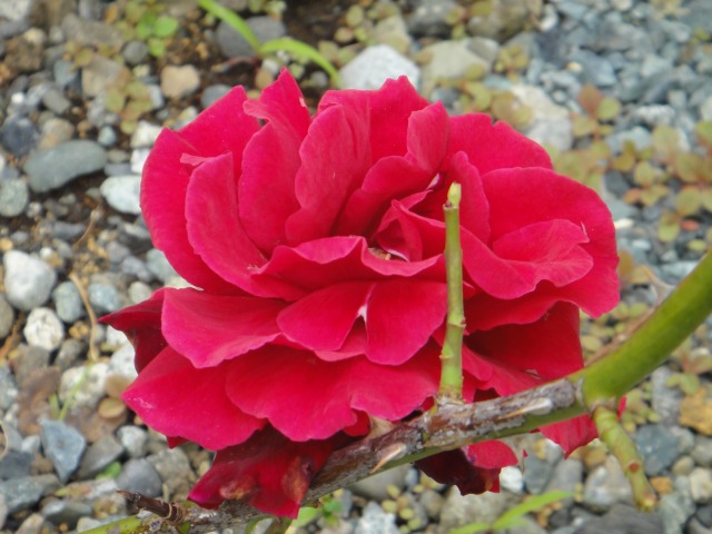 薔薇開花記録がいらない程_e0195743_11351888.jpg