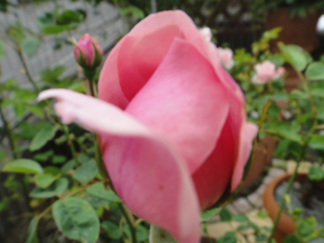 薔薇開花記録がいらない程_e0195743_11354239.jpg