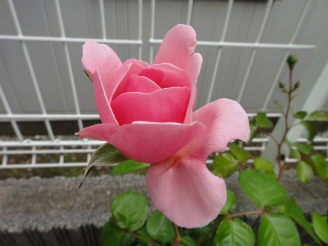 薔薇開花記録がいらない程_e0195743_1135820.jpg