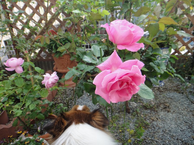 薔薇開花記録がいらない程_e0195743_4315127.jpg