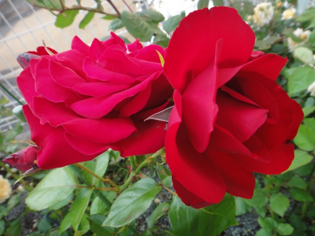 薔薇開花記録がいらない程_e0195743_432134.jpg