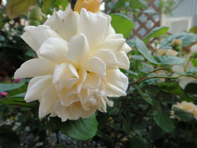薔薇開花記録がいらない程_e0195743_4331957.jpg