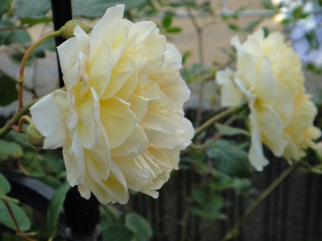 薔薇開花記録がいらない程_e0195743_433458.jpg