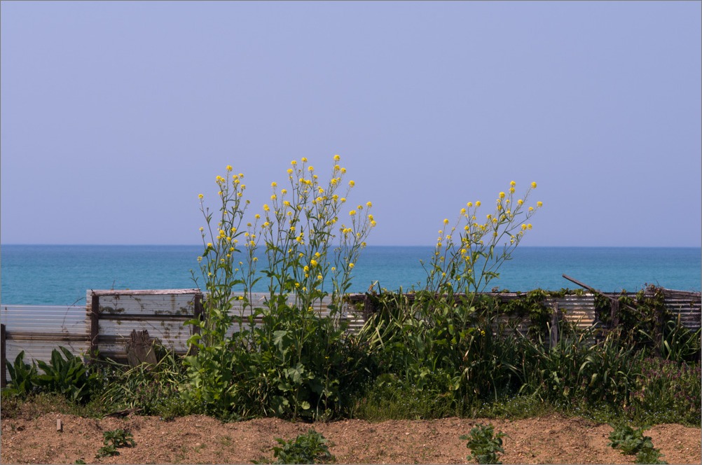 d0058445_20193590.jpg