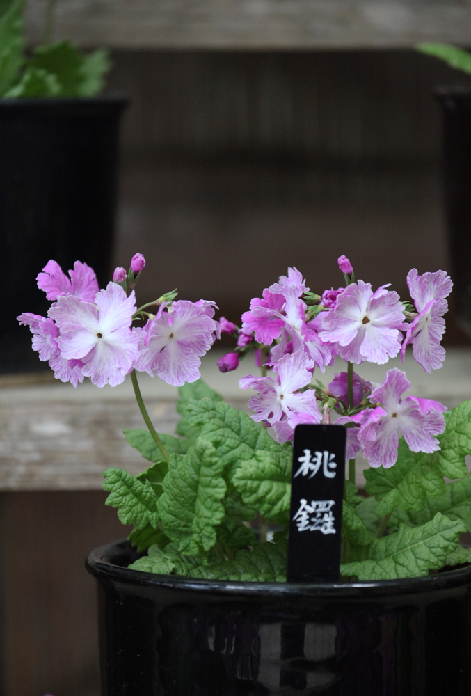 御所市　高鴨神社　日本さくら草_c0108146_0344212.jpg