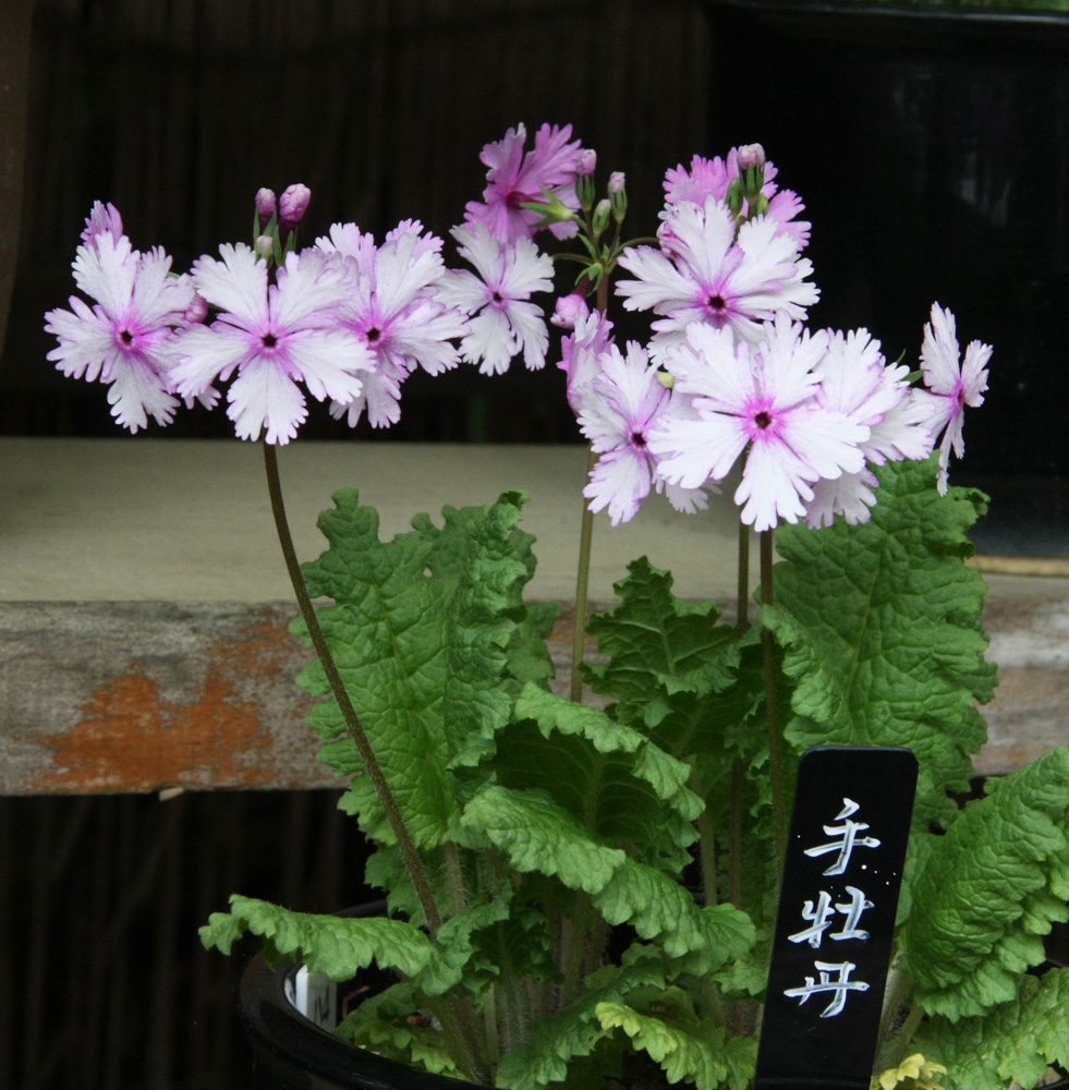 御所市　高鴨神社　日本さくら草_c0108146_035853.jpg