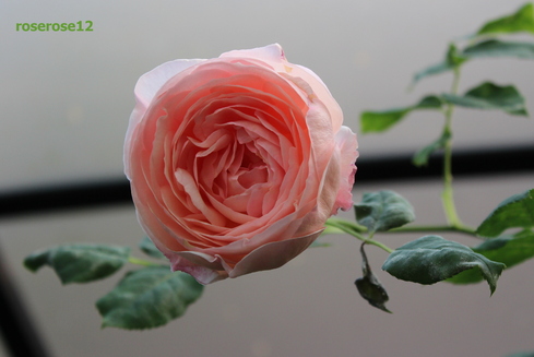 MyRoseGarden 10 ～ERボスコベル開花～_a0249051_5232666.jpg