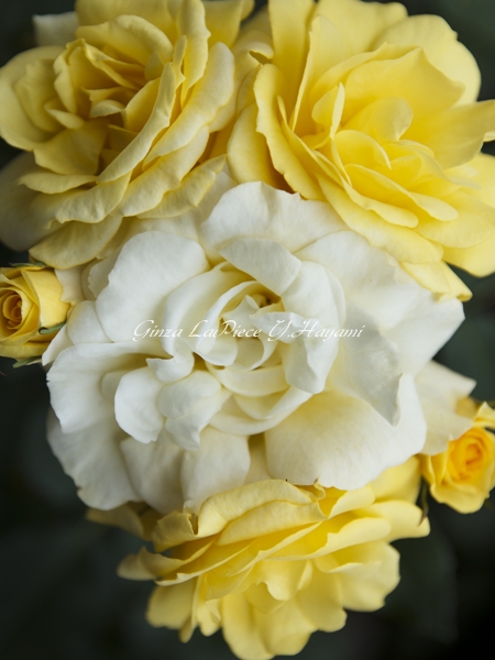 花のある風景 薔薇の季節 ぎゅっとしてる_b0133053_016171.jpg
