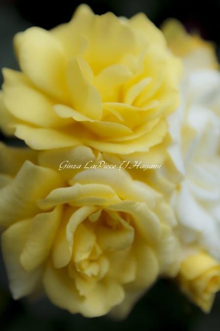 花のある風景 薔薇の季節 ぎゅっとしてる_b0133053_0162089.jpg