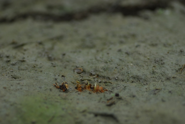 c0145453_2034854.jpg