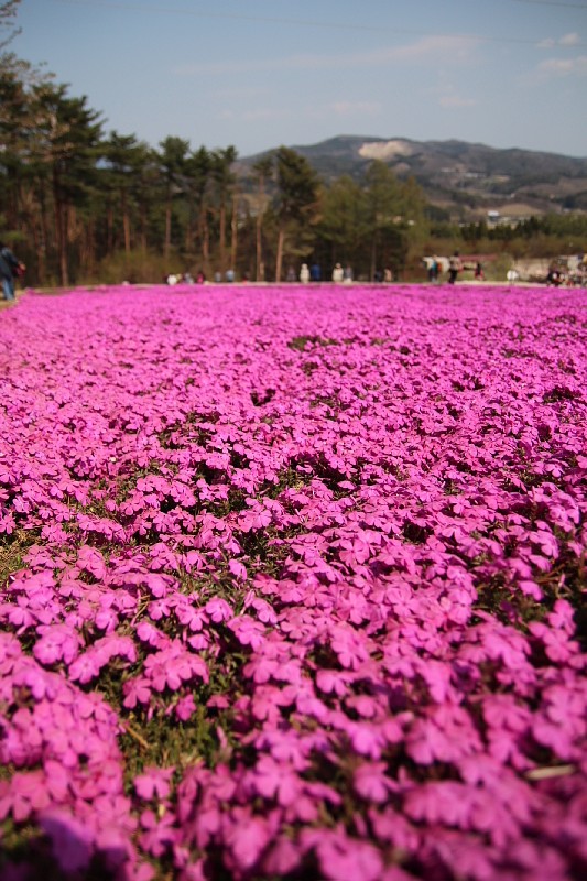 ◆ジュピアランドひらた　咲き誇る芝桜！②_b0008655_20523488.jpg