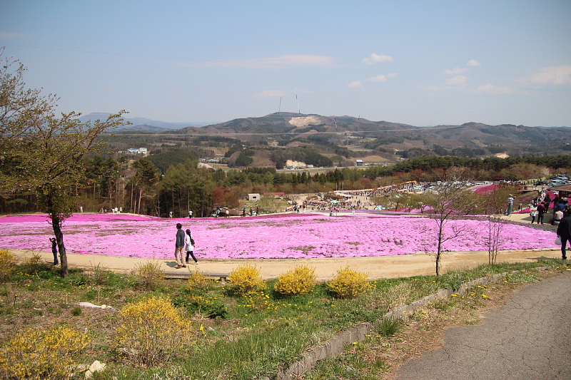 ◆ジュピアランドひらた 咲き誇る芝桜!②_b0008655_20531540.jpg
