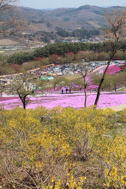 ◆ジュピアランドひらた　咲き誇る芝桜！②_b0008655_2054545.jpg