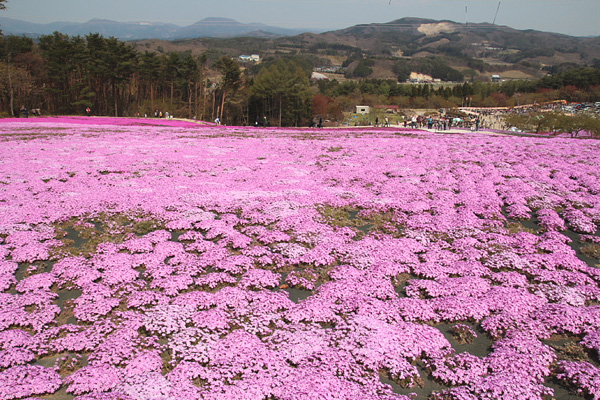 ◆ジュピアランドひらた　咲き誇る芝桜！②_b0008655_20562358.jpg