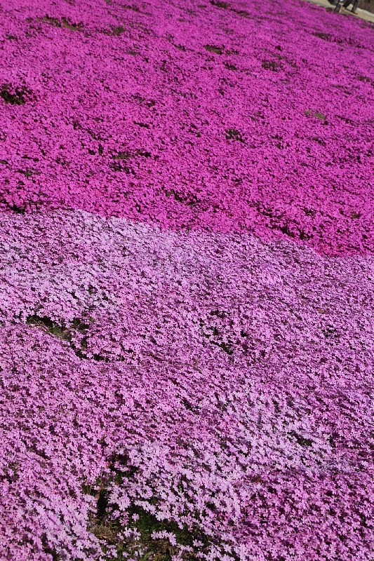 ◆ジュピアランドひらた 咲き誇る芝桜!②_b0008655_20564964.jpg