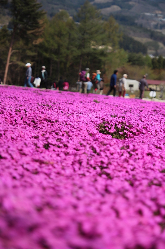 ◆ジュピアランドひらた　咲き誇る芝桜！②_b0008655_20574065.jpg