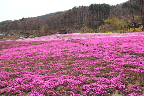 ◆ジュピアランドひらた　咲き誇る芝桜！②_b0008655_20594627.jpg