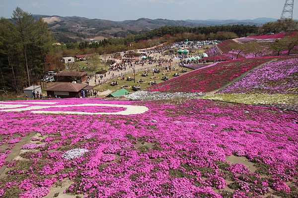 ◆ジュピアランドひらた　咲き誇る芝桜！②_b0008655_214321.jpg