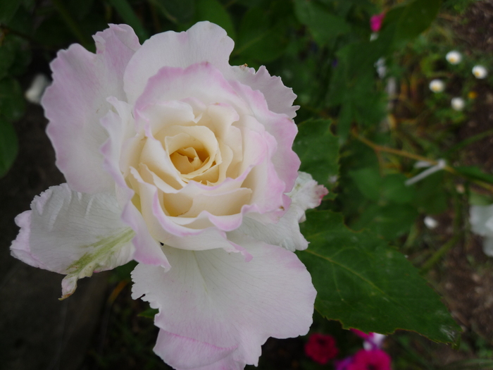 ル ブラン 河本薔薇園 河本純子 作出 花咲く お庭から