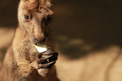 カンガルー。_d0164458_1902667.jpg