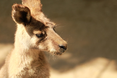 カンガルー。_d0164458_190433.jpg