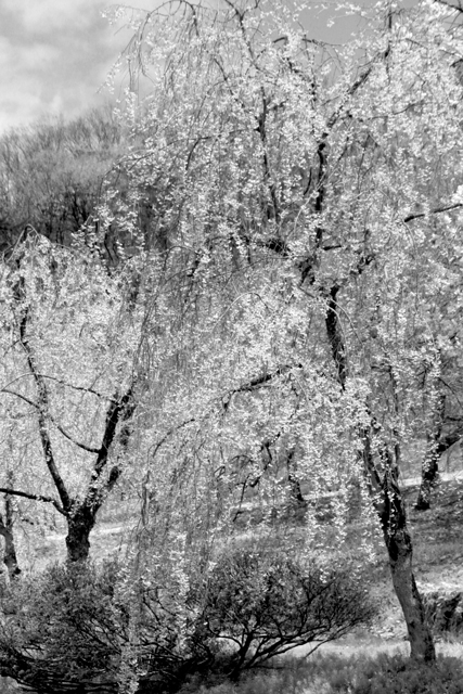 悠久山の八重桜～モノクロ～_a0267861_19593686.jpg