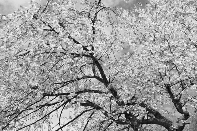 悠久山の八重桜～モノクロ～_a0267861_19594689.jpg