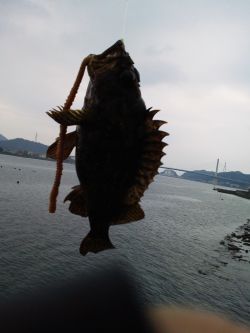 休みともなれば釣り_a0007462_1826389.jpg