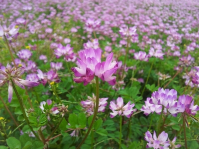 富山地鉄の花便り2013@蓮華(れんげ)_a0243562_12234773.jpg