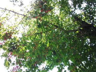 プチ便り( さくらんぼ)_a0206870_1459859.jpg