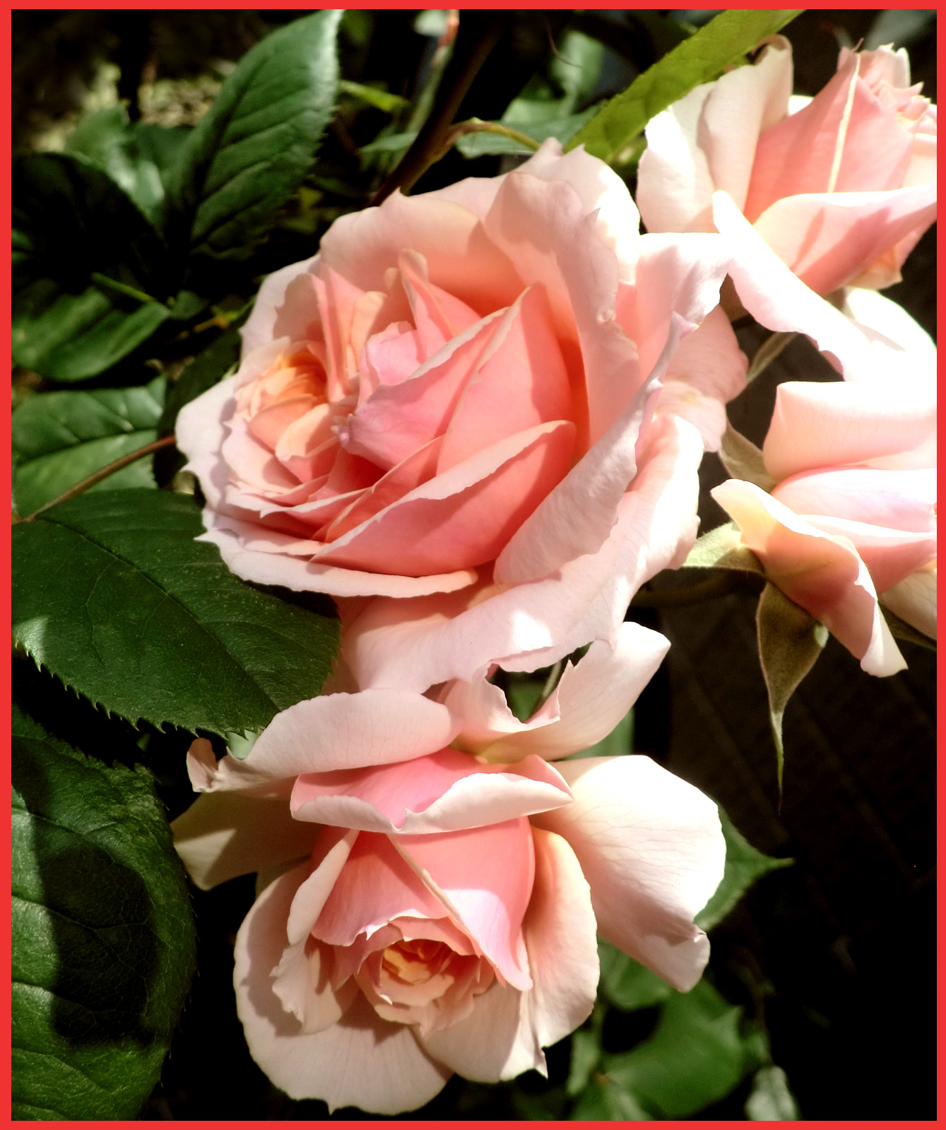 KIZUNAの薔薇が、咲きました。_e0236072_19454660.jpg