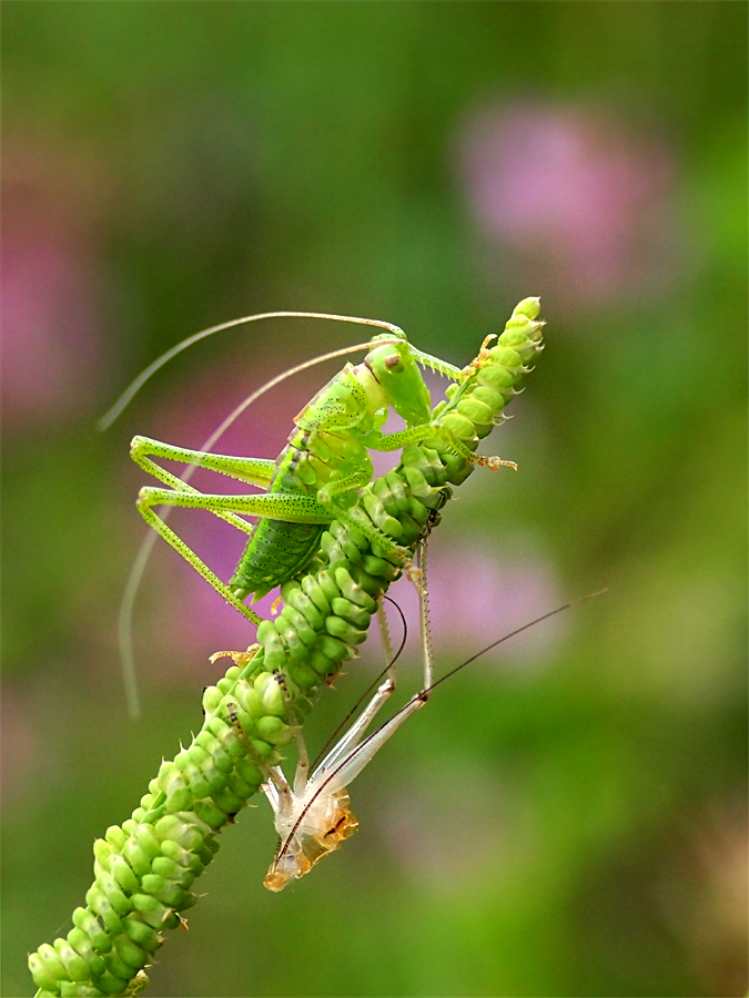 ヤブキリ 脱皮後かな マッシーの四季折々