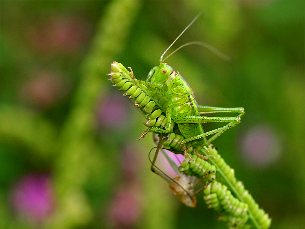 ヤブキリ 脱皮後かな マッシーの四季折々
