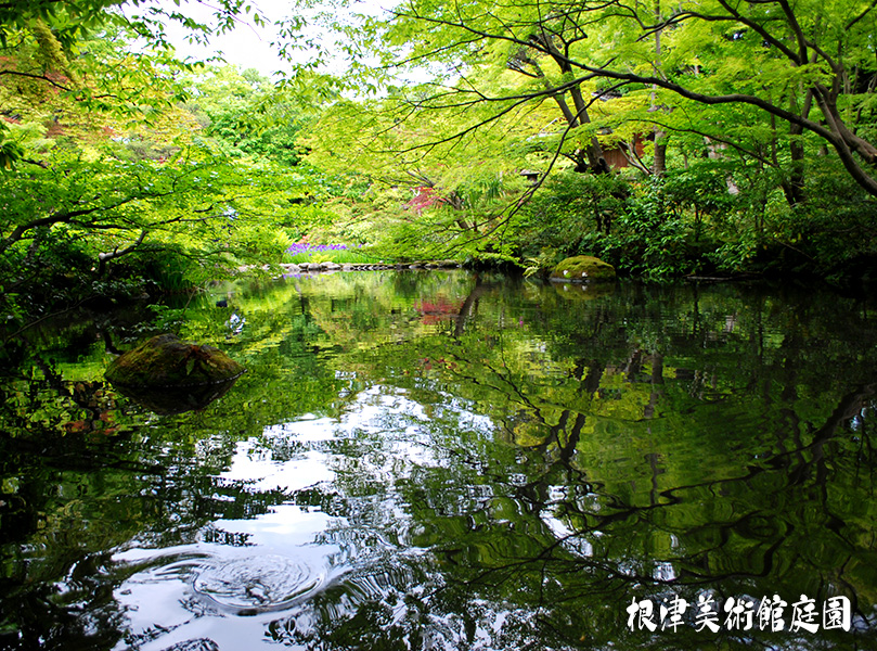 「東京風景 - 根津美術館庭園、八つ橋の池」_c0009981_1621547.jpg